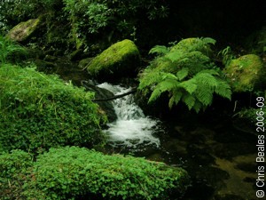 A small stream cascading through a wood